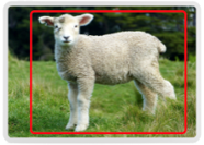 Sheep classified
