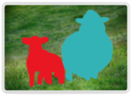 Sheep segmented
